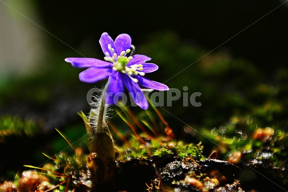 대덕,노루귀,청노루귀,blossom,plant,식물,flower,꽃,식물,자연,plants,nature,꽃,flower
