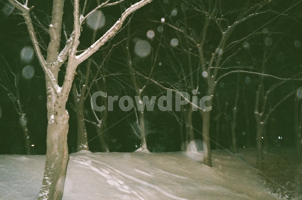 겨울,눈,나뭇가지,필름,감성,보케,겨울,계절,winter,season,자연,풍경,nature,landscape,tree,나무,plant,식물