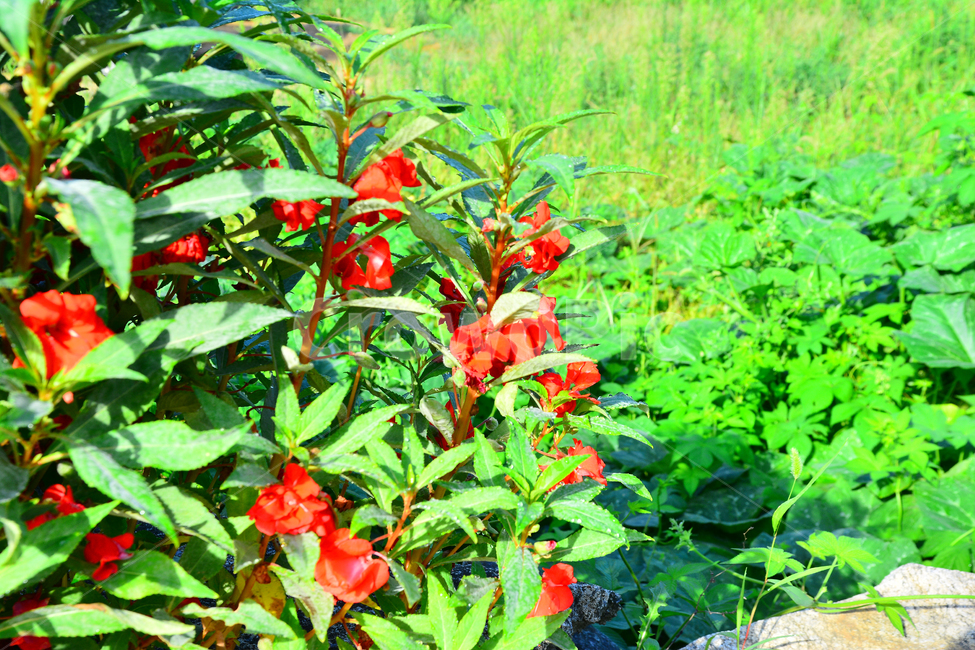 봉숭아,봉선화,꽃,여름꽃,식물,시골집,빨강색,그린,초록,녹색,flowers,green,화단,앞뜰,식물,자연,plants,nature,꽃,flower