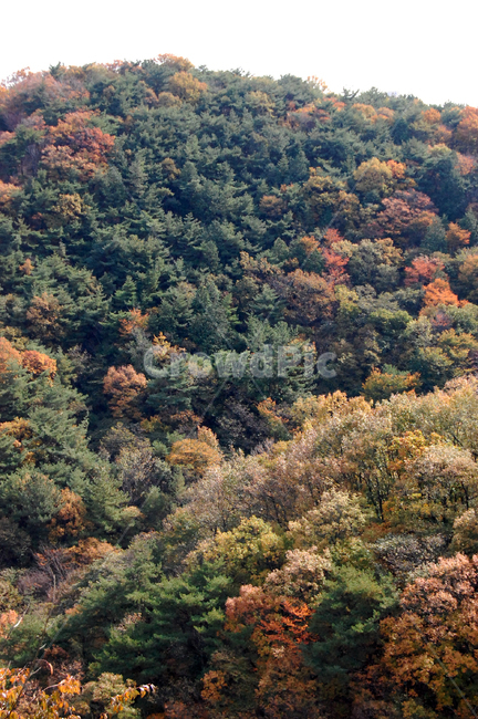가을,단풍,산,계절,운치,가을,계절,fall,autumn,season,자연,풍경,nature,landscape,tree,나무,plant,식물,conifer,구과 식물