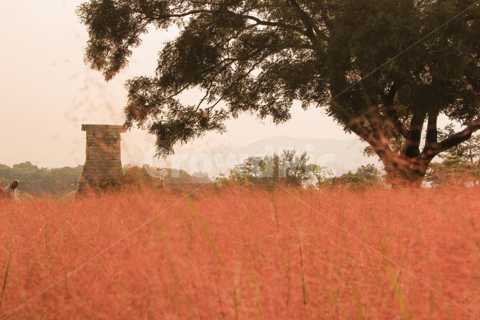 꽃,핑크뮬리,첨성대,경주,가을,자연,날씨,핑크,핑크색,pink,문화재,nature,나무,tree