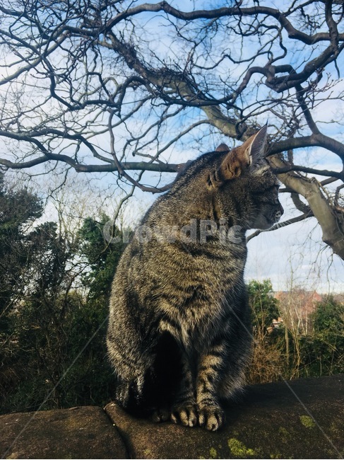 고양이,동물,옆모습,길거리,나무,자연,동물,animal,포유류,mammal,고양이,cat,kitten,kitty
