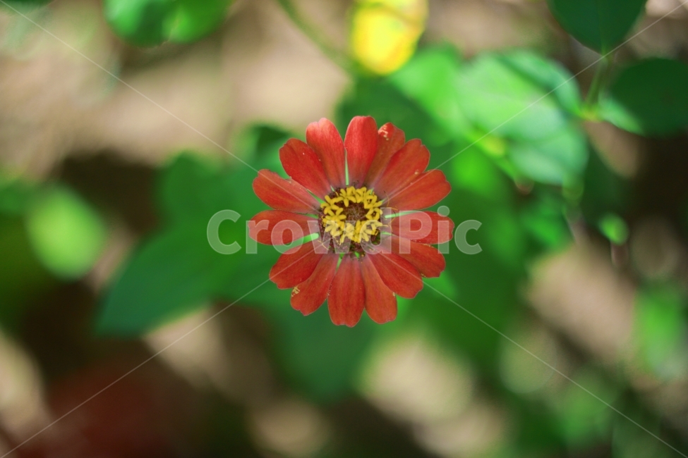 꽃,장미,flower,rose,식물,빨강,초록,화단,노랑,보케,식물,자연,plants,nature,꽃,flower