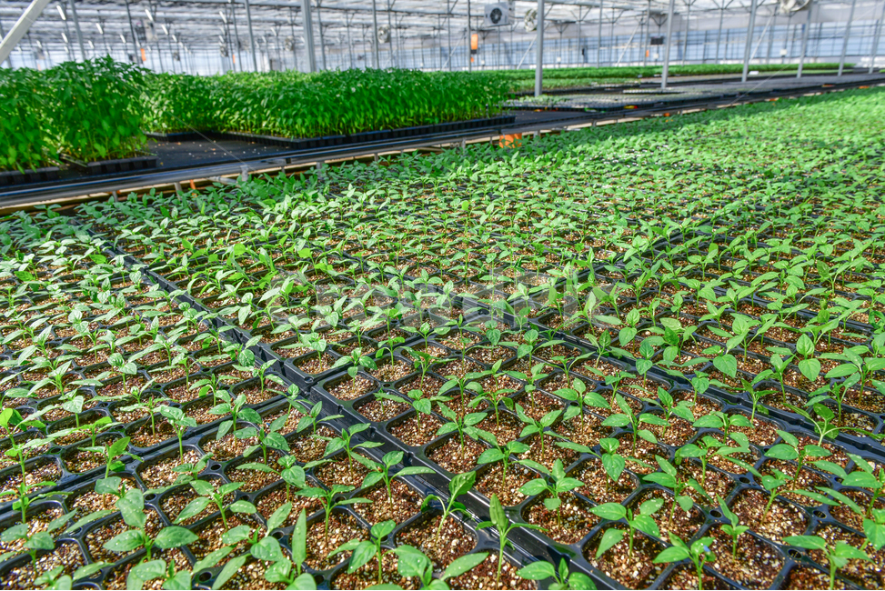 온실,greenhouse,모종,묘종,육묘장,성장,대목,growing,새싹,고추대목,seed,seeds,건강,green,초록,식물,자연,plants,nature,봄,농사,파종,씨앗,종자,식물,자연,plants,nature,농업,농사,agriculture,farming,farming industry