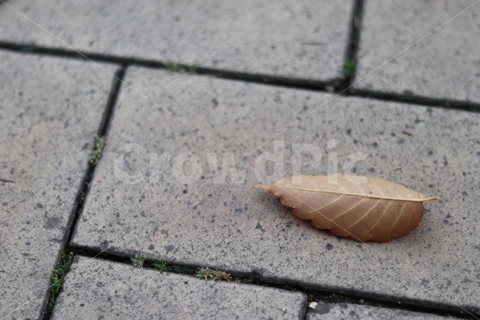 가을,낙엽,배경화면,감성사진,가을느낌,가을,계절,fall,autumn,season,감성,sensible,feeling,leaf,잎,plant,식물