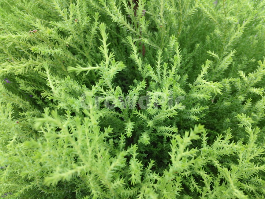 연두색,식물,싱그러움,나무,숲,푸르름,식물,자연,plants,nature