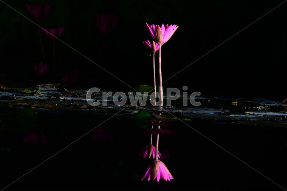 plant,야경,반영,식물,연꽃,연잎,수련,식물,자연,plants,nature,꽃,flower