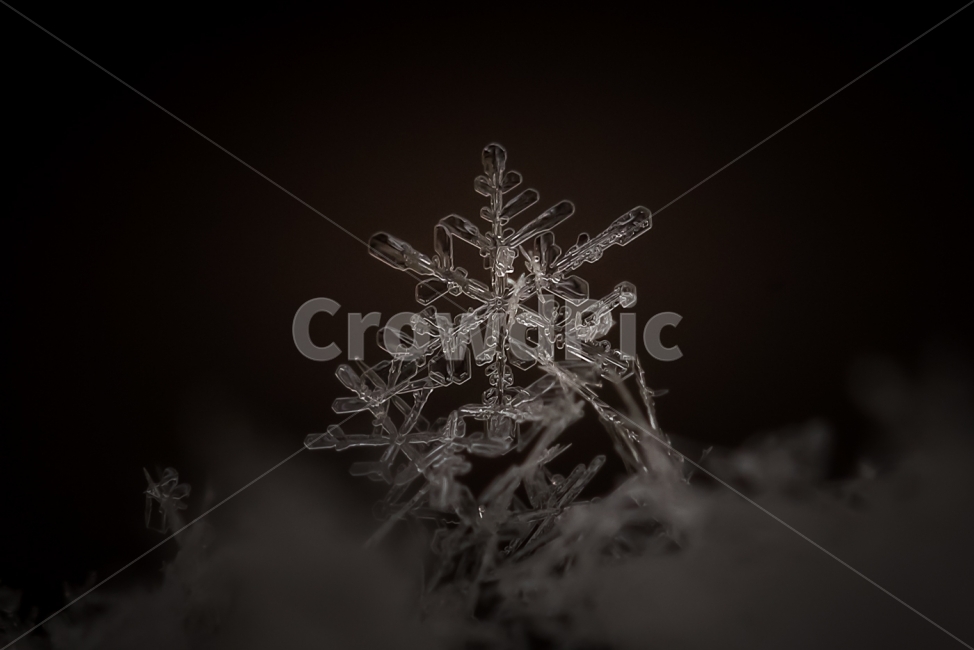 자연,풍경,겨울,눈,눈결정,접사,nature,landscape,winter,snow,crystal,macro,겨울,계절,winter,season