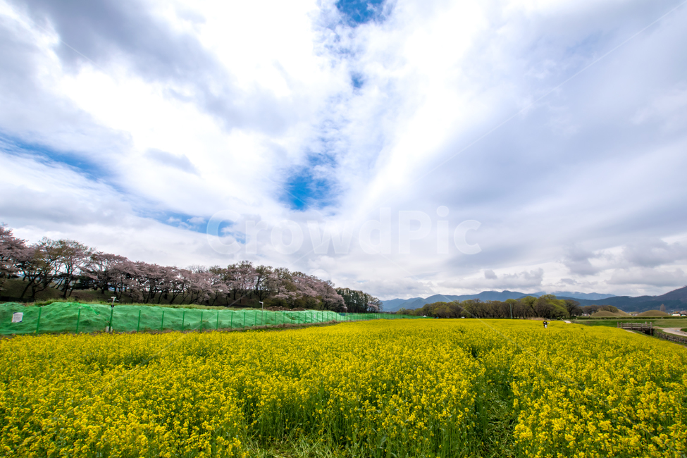 봄,경주,유채꽃,풍경,꽃,아름다움,아시아,봄,계절,spring,season,자연,풍경,nature,landscape,한국자연풍경,한국자연경관,korea nature landscape,outdoors,옥외,field,들,grassland,목초지,farm,농장,rural,농촌,meadow