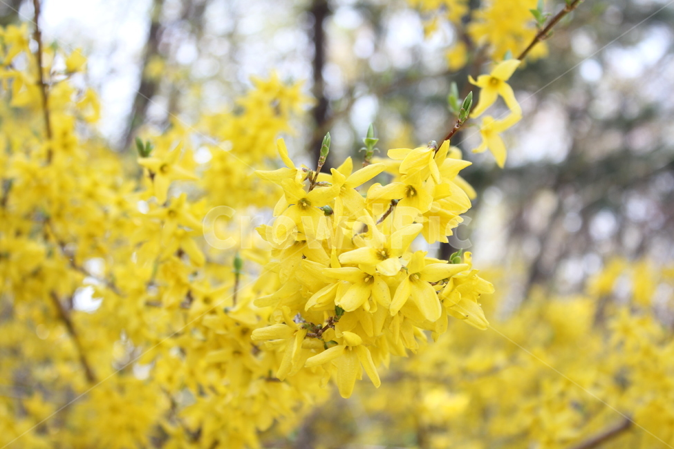 개나리,노란꽃,개나리꽃,꽃,봄꽃,봄,만개,활짝핀꽃,식물,자연,plants,nature,꽃,flower