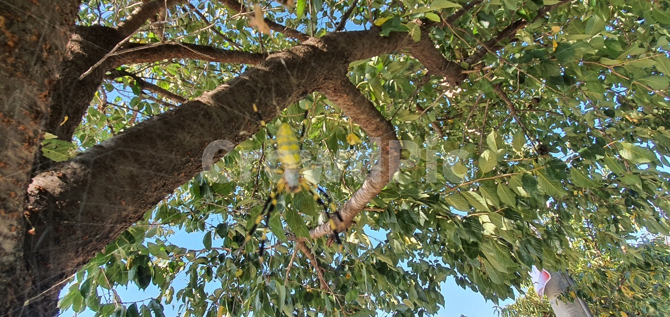 거미,거미줄,곤충,사냥,자연,생물,tree,나무,plant,식물,treetrunk,나무줄기