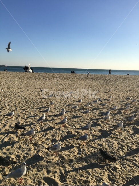 바닥,bird,새,갈매기,바다,해변,겨울바다,모래사장,비치,beach,sea,winter