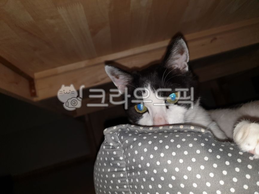 고양이,야옹이,반려동물,반려묘,장판,cat,pet,애완동물,동물,길냥이,포유류,mammal,켓,펫,애완용,animal,companionanimal,집사,새끼고양이,kitten,아기고양이,babycat,pets
