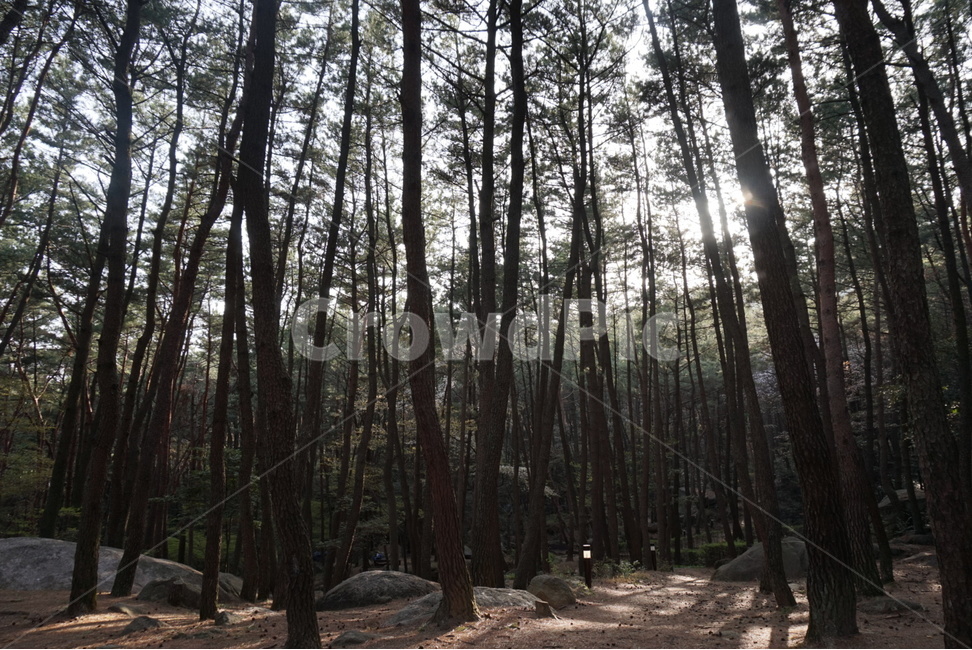 풀,수풀,공원,산,등산,우거진,우거진숲,식물,울창하다,울창함,울창,나무가지,바위,소풍,숲속,돌길,돌담,등산길,등산로,숲길,벚꽃길,길,꽃길,벚꽃,벚꽃나무,나무,숲,향기,자연,풍경,자연,풍경,nature,landscape,식물,plants,나무,trees,wood,휴식,힐링,rest,relaxation,healing,vegetation,초목,plant,woodland,삼림지,forest,tree,outdoors,옥외,land,땅,grove,작은 숲