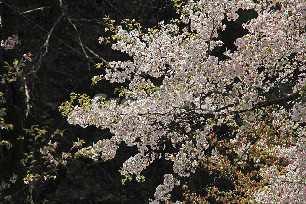 자연,꽃,식물,숲,풍경,봄,봄숲,봄,계절,spring,season,식물,자연,plants,nature,꽃,flower,plant,blossom,cherry blossom,벚꽃