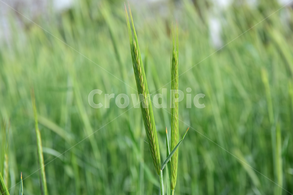 호밀,호밀밭,식물,초록,소풀,들녘,들판,농사,자연,plant,nature,green,백그라운드,background,농촌,수확기,harvest,밀밭,농장,초지,greenfield,녹색,초록물결,이삭