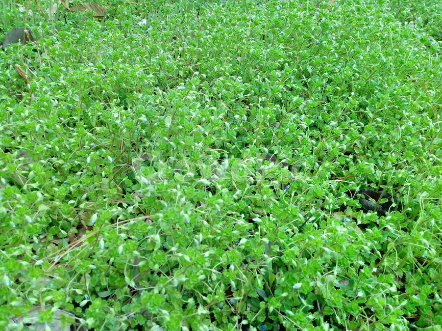 초원,풀,자연,식물,녹색식물,식물,자연,plants,nature