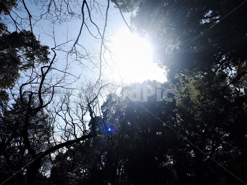 light,빛,flare,플레어,하늘,숲,나무,햇빛,나무가지