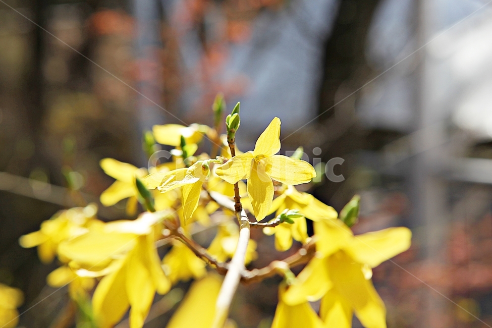 개나리,개나리꽃,꽃,노랑,봄꽃,봄,식물,자연,공원,식물,자연,plants,nature,꽃,flower