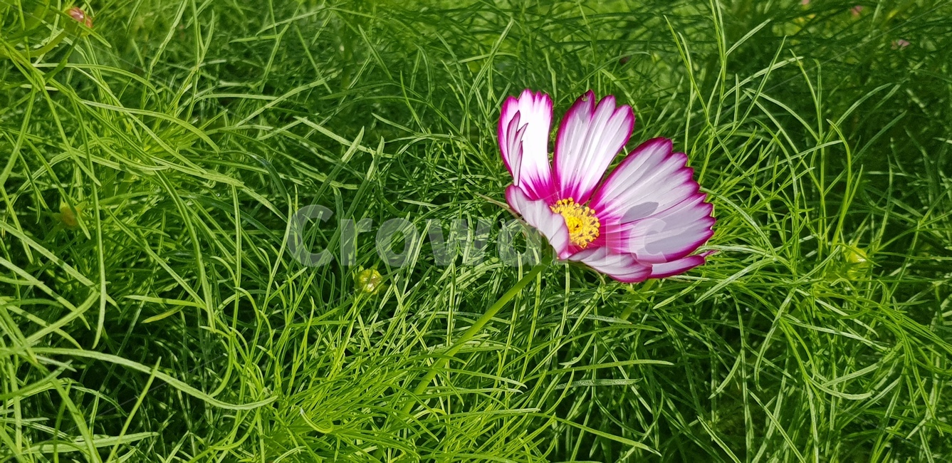 코스모스,꽃,화단,풀,흰색,자주,정원,가을,계절,뜰,식물,꽃잎,anemone,blossom,petal,plant