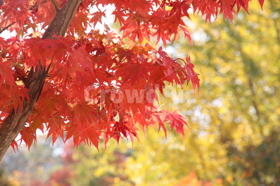 단풍,빨강,가을,잎,가을단풍,가을,계절,fall,autumn,season,plant,식물,leaf,tree,나무,maple