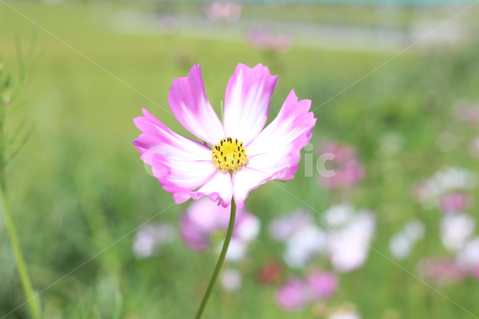 코스모스,꽃,가을,분홍,자연