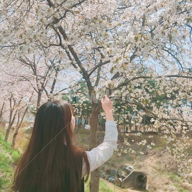 벚꽃,고등학생,고등학교,벚꽃꽂이,벚꽃나무,봄,꽃,꽃나무,나무