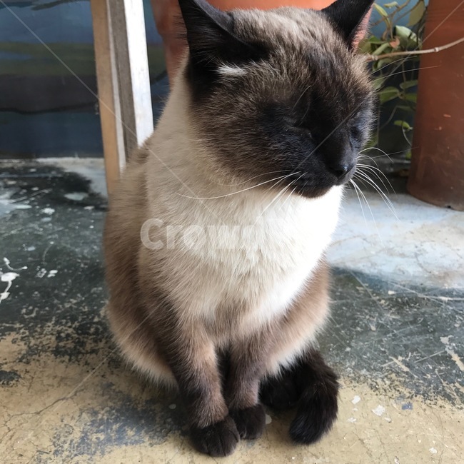 고양이,동물,cat,pet,animal,동물,animal,포유류,mammal,고양이,cat,kitten,kitty