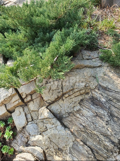 plant,식물,tree,옥외,나무