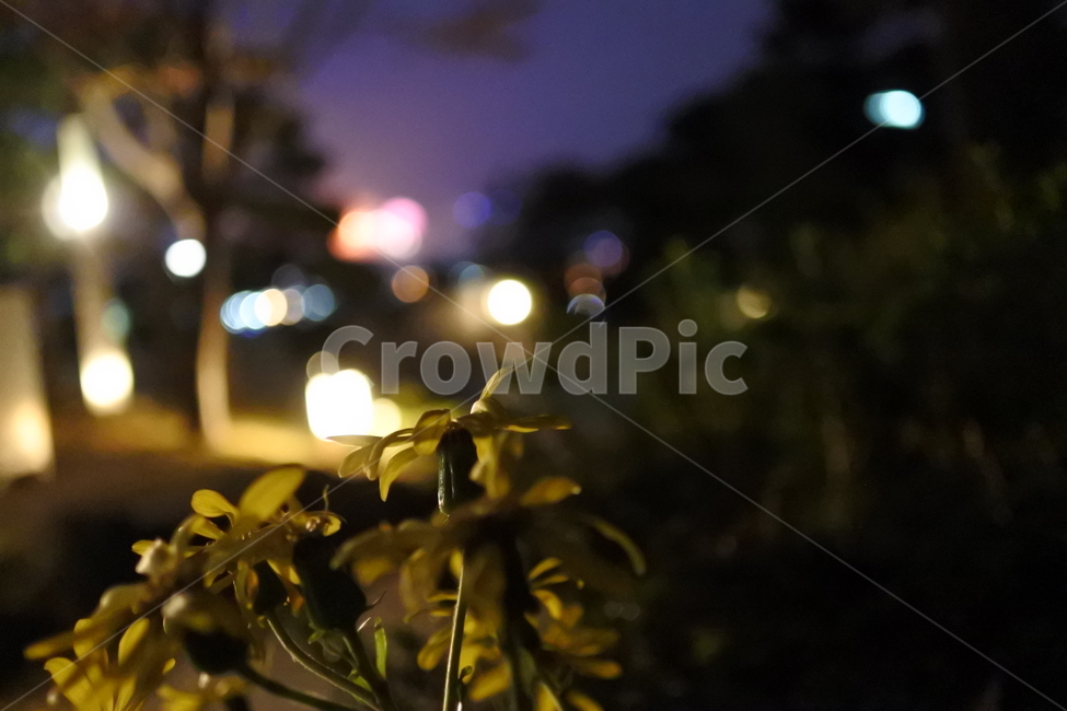 꽃,노란꽃,야경,밤,꽃잎,light,빛,flare,플레어