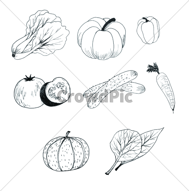 손그림,handdrawing,오이,cucumber,팬그림,팬라인,pen,토마토,tomato,penline,penpicture,시금치,spinach,채소,pendrawing,당근,carrot,호박pumpkin,squash,파프리카,paprika,paprica,야채,vegetable,greens,veggie,plant,식물