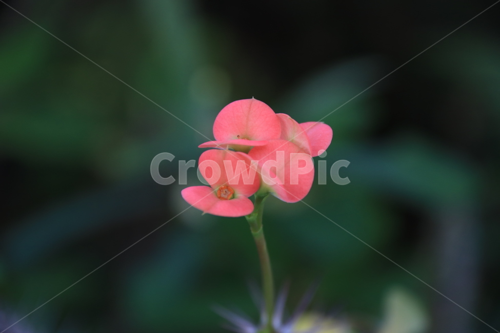 plant,leaf,잎,빨간꽃,꽃기린,flower,꽃,꽃잎,식물,식물,자연,plants,nature,꽃,flower