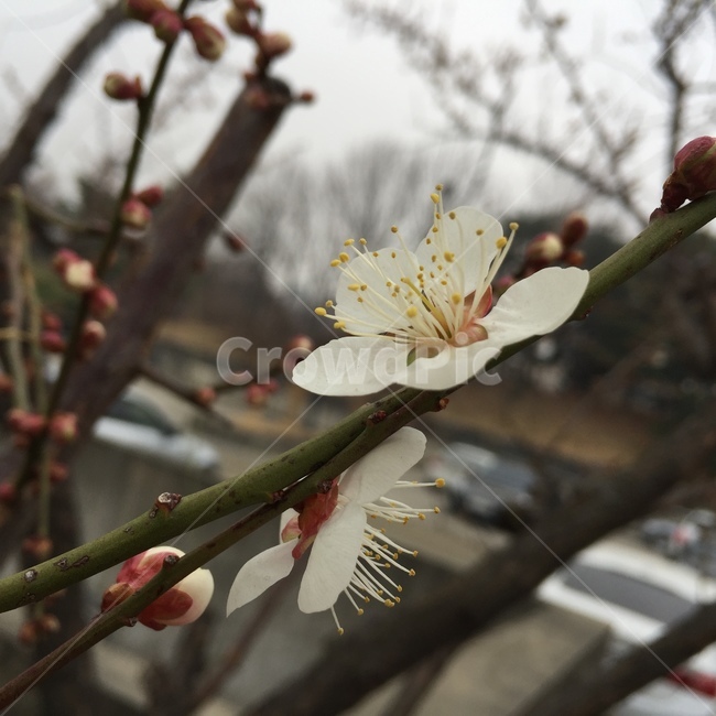 매화,매화나무,봄,봄꽃,3월,접사,봄맞이,꽃놀이,소풍,공원,아름다운꽃,흰꽃