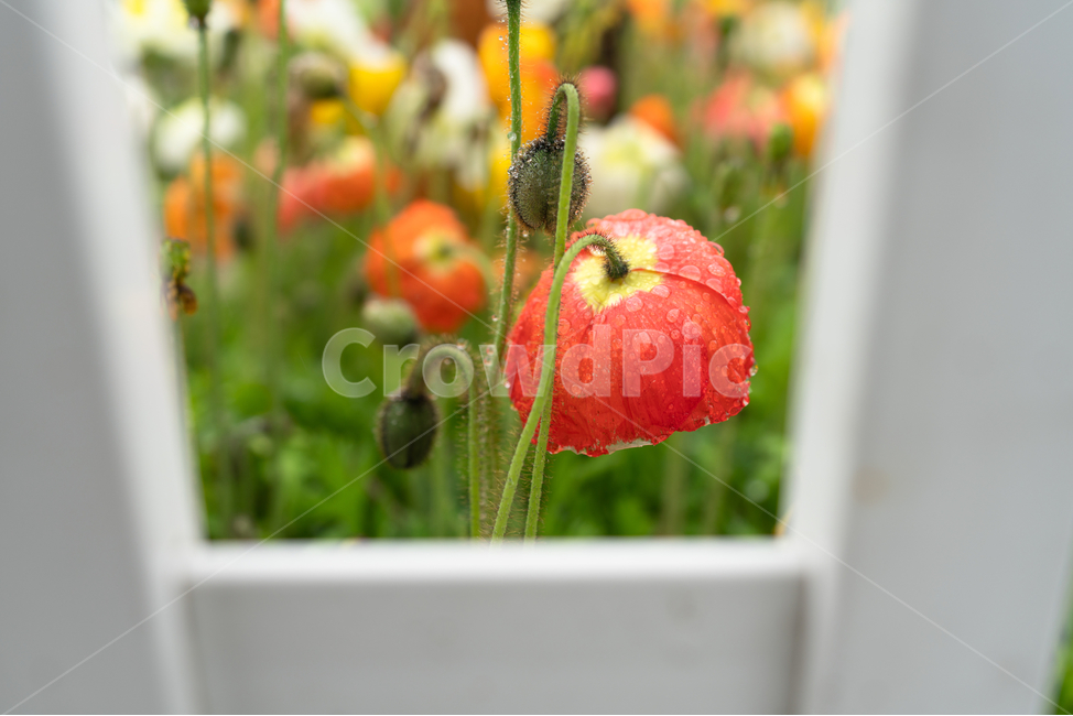 빗망울,빨간꽃,노란꽃,자연,꽃,flower,식물,자연,plants,nature,꽃,flower