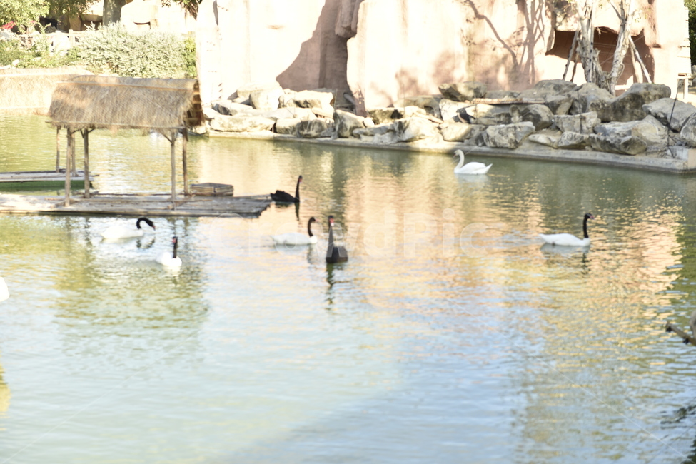 bird,물새,새,animal,동물,waterfowl,동물,animal,조류,새,birds