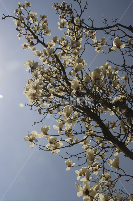 plant,식물,blossom,flower,꽃,spring,봄,봄꽃,흰꽃,하얀꽃,white,whiteflower,목련,백목련