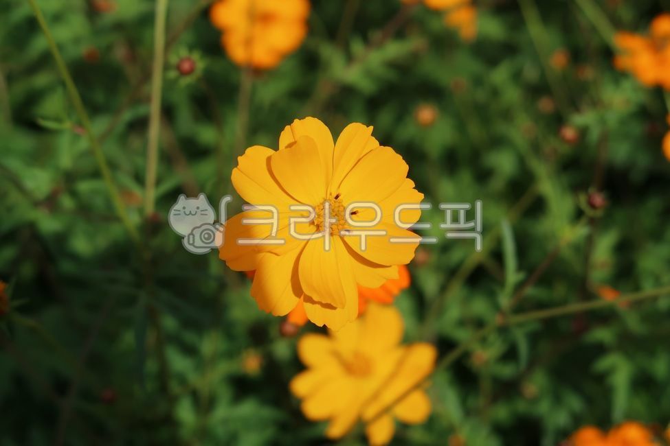 코스모스,가을,만개,활짝핌,꽃,분홍,plant,식물,flower