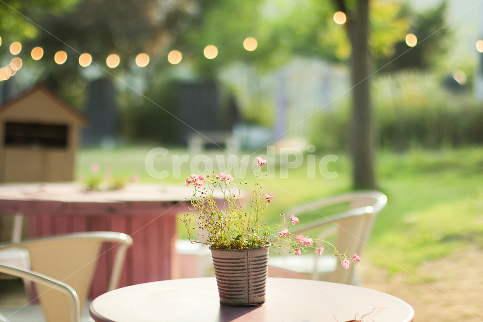리리스카페,드라이플라워,꽃,빛,풍경,식물,자연,plants,nature,꽃,flower,감성,sensible,feeling,휴식,힐링,rest,relaxation,healing