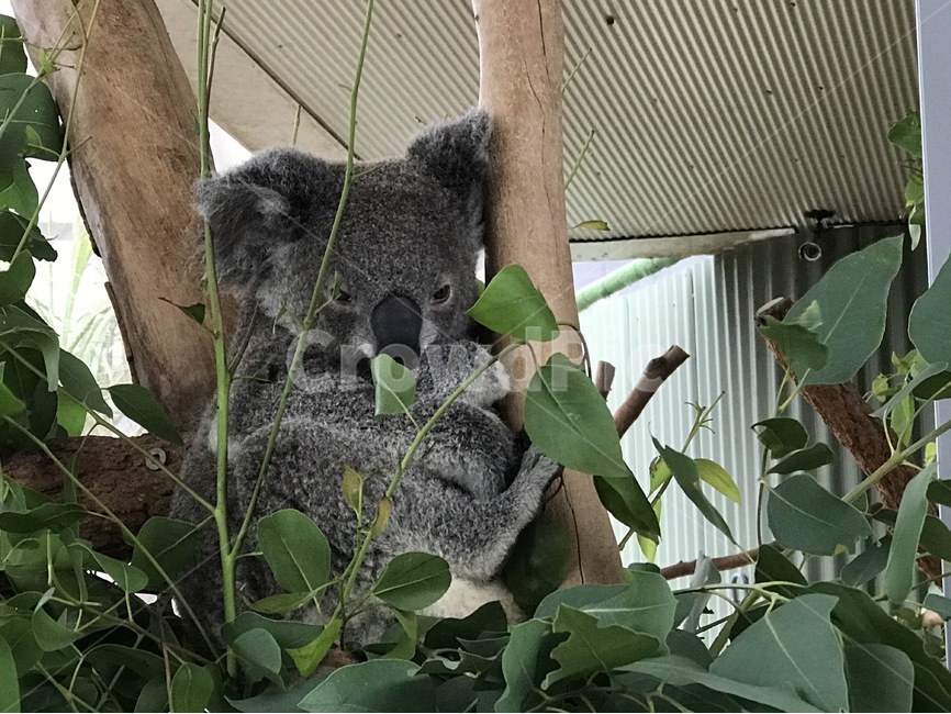 코알라,유대류,유칼리,휴식,동물원,동물,animal,포유류,mammal