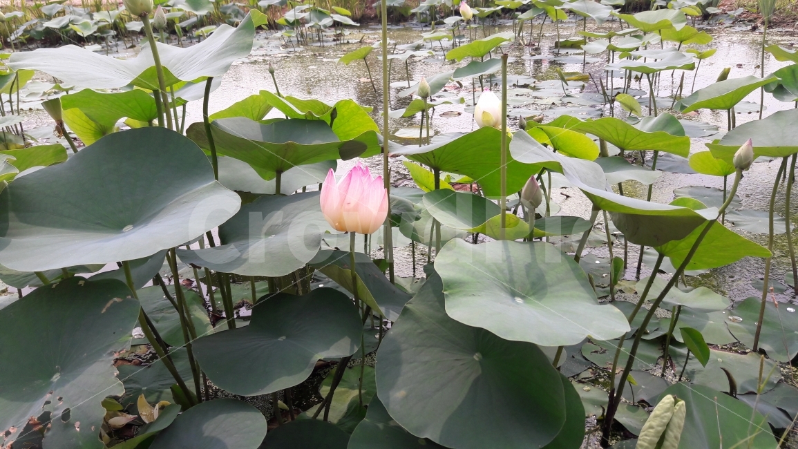 관곡지,연꽃,연잎,여름,조화,식물,자연,plants,nature,꽃,flower