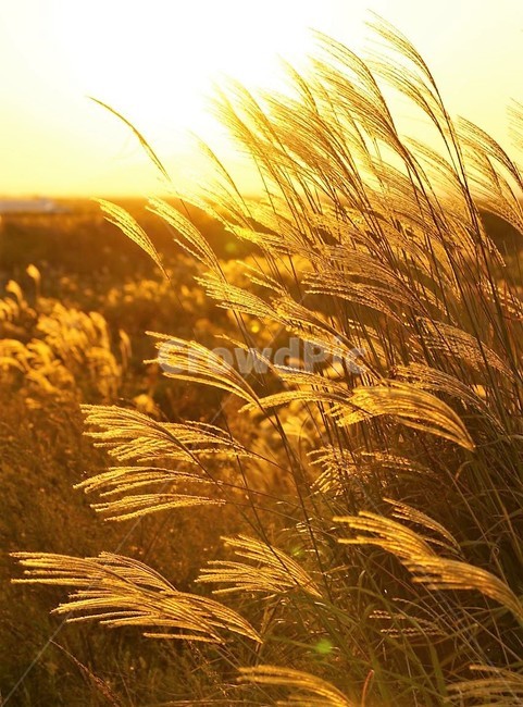 가을,억새,식물,자연,일몰,태양,nature,fall,감성,서정,autumn,가을,계절,fall,autumn,season,자연,풍경,nature,landscape,grass,잔디,plant