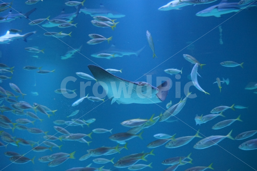 ocean,Stingray,fish,aquarium