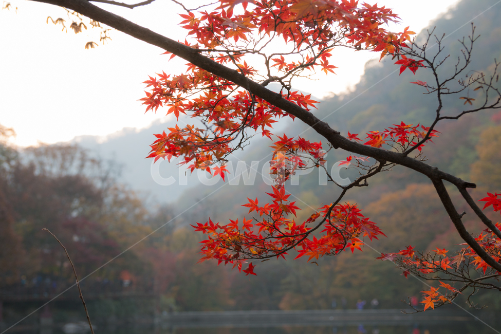 가을,단풍,풍경,산책,등산,산,가을산,가을,계절,fall,autumn,season,식물,자연,plants,nature,leaf,잎,plant,tree,나무