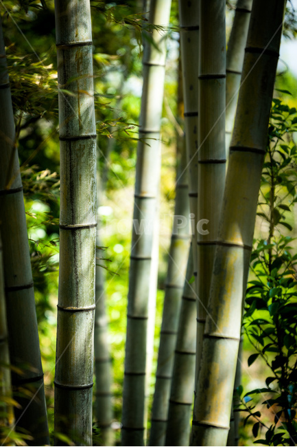대나무,숲,초록,bamboo,자연,식물,자연,plants,nature,나무,trees,wood
