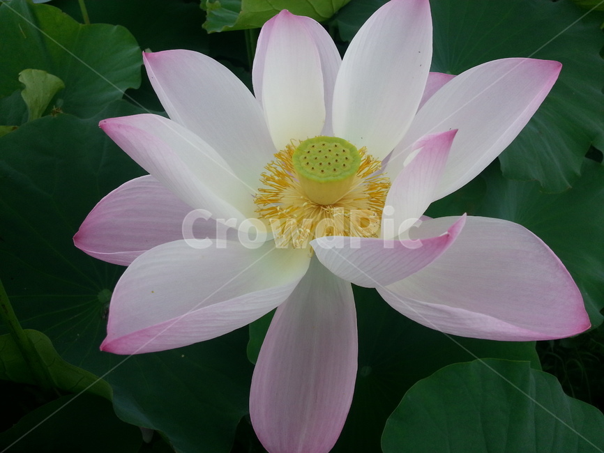 꽃,자연,식물,연꽃,plant