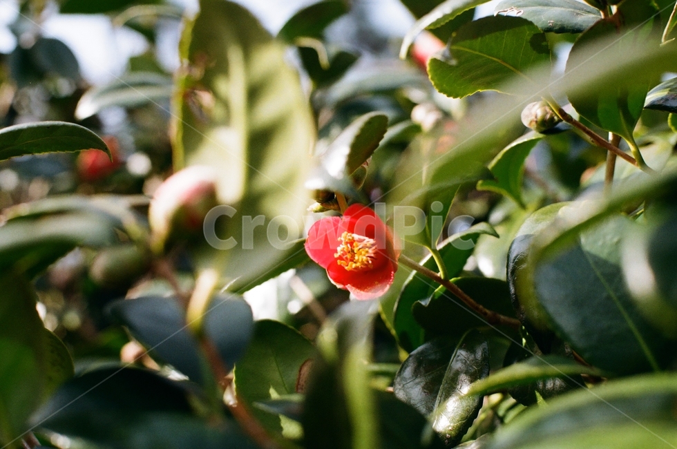 동백,봄,꽃,필름카메라,필름사진,한국,관광지,식물,자연,plants,nature,꽃,flower