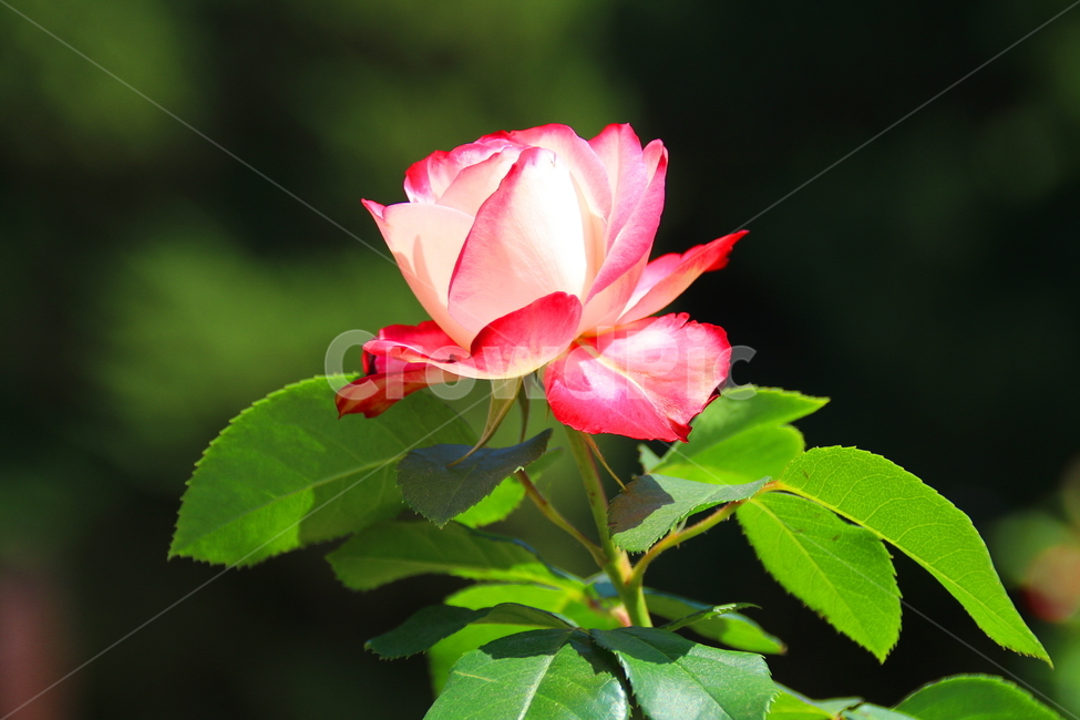 장미꽃,5월장미,꽃중의꽃,장미의계절,장미,식물,자연,plants,nature,꽃,flower