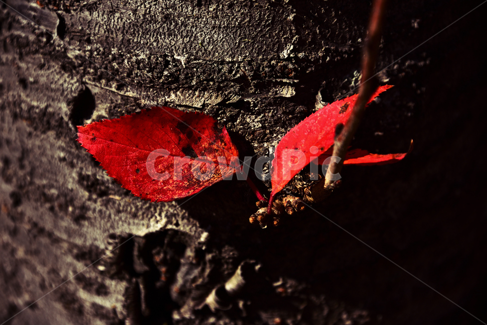나무,가을,단풍,autumn,fall,tree,leaf,잎,plant,식물,식물,자연,plants,nature,나무,trees,wood