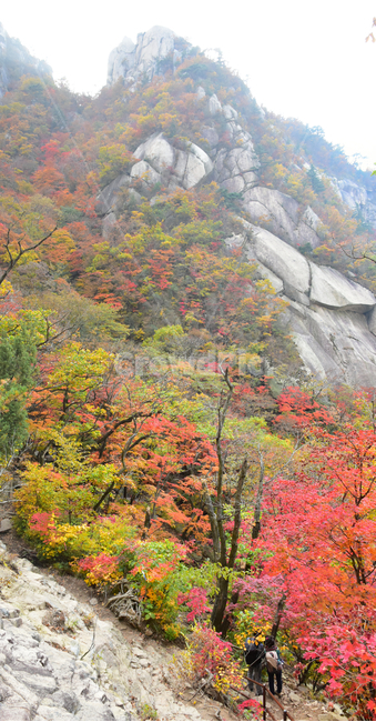 가을,단풍,자연,풍경,북한산,잎,단풍잎,붉은,나무,계절,계곡,숲,힐링,plant,fall,autumn,season,forestnature,landscape,한국자연풍경,한국자연경관,korea,tree,maple,leaf,가을,계절,fall,autumn,season,자연,풍경,nature,landscape,식물,plants,나무,trees,wood