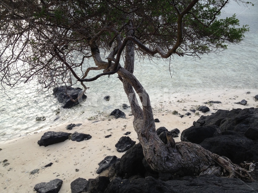 길리,바다,나무,하늘,gili,sea,tree,sky,seaandtrees